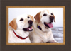 360 Media Studio - Event Photography Dog shows and Dog Companion Shows