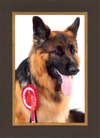360 Media Studio - Event Photography Dog shows and Dog Companion Shows